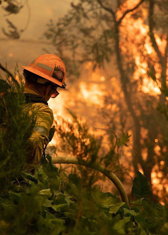 Protecting the World's Forests from Greater Threats