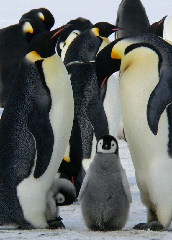 Why the Weathermen Lied and the Penguins Moved South